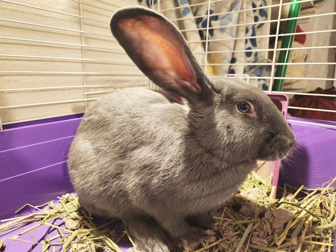 Moonbeam, a Adopted Flemish Giant in PITTSBURGH, PA image 2/3