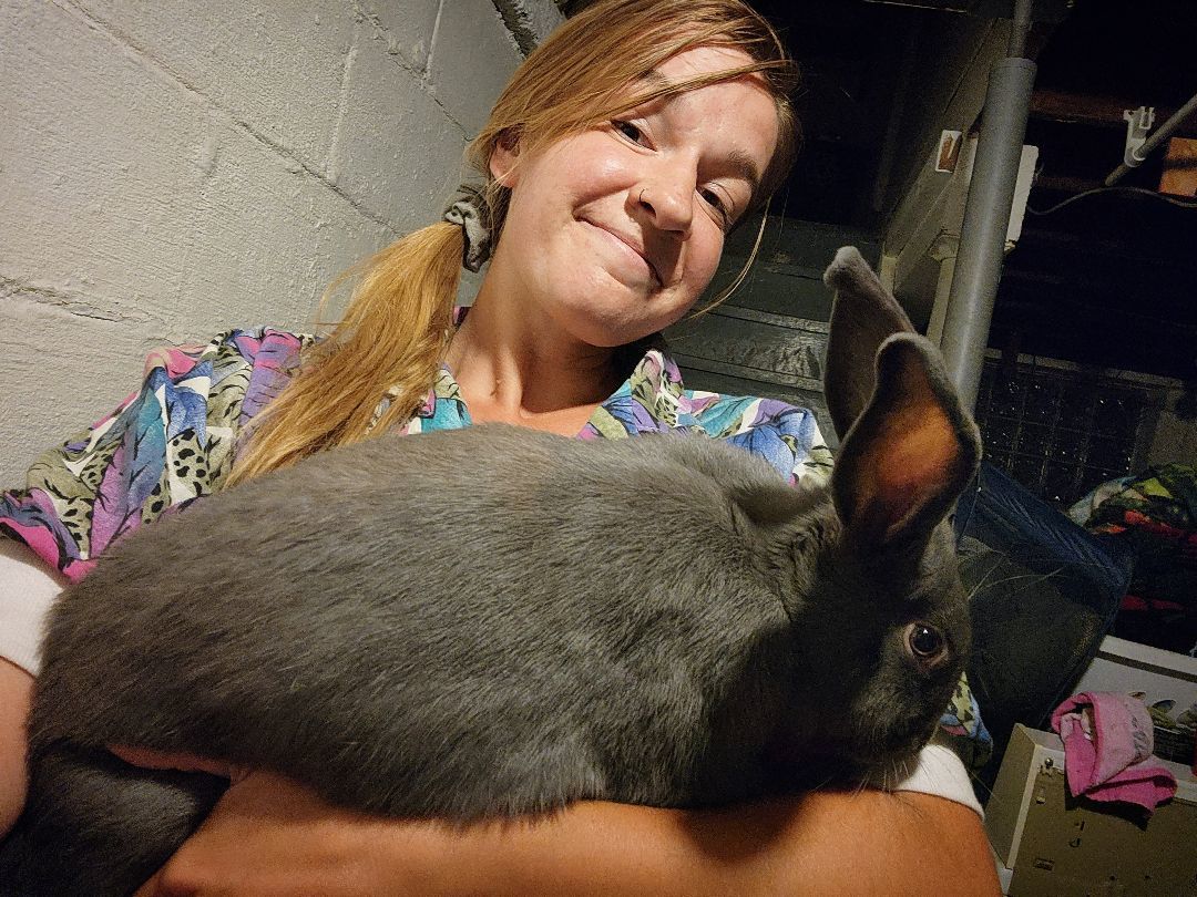 Moonbeam, a Adopted Flemish Giant in PITTSBURGH, PA image 3/3