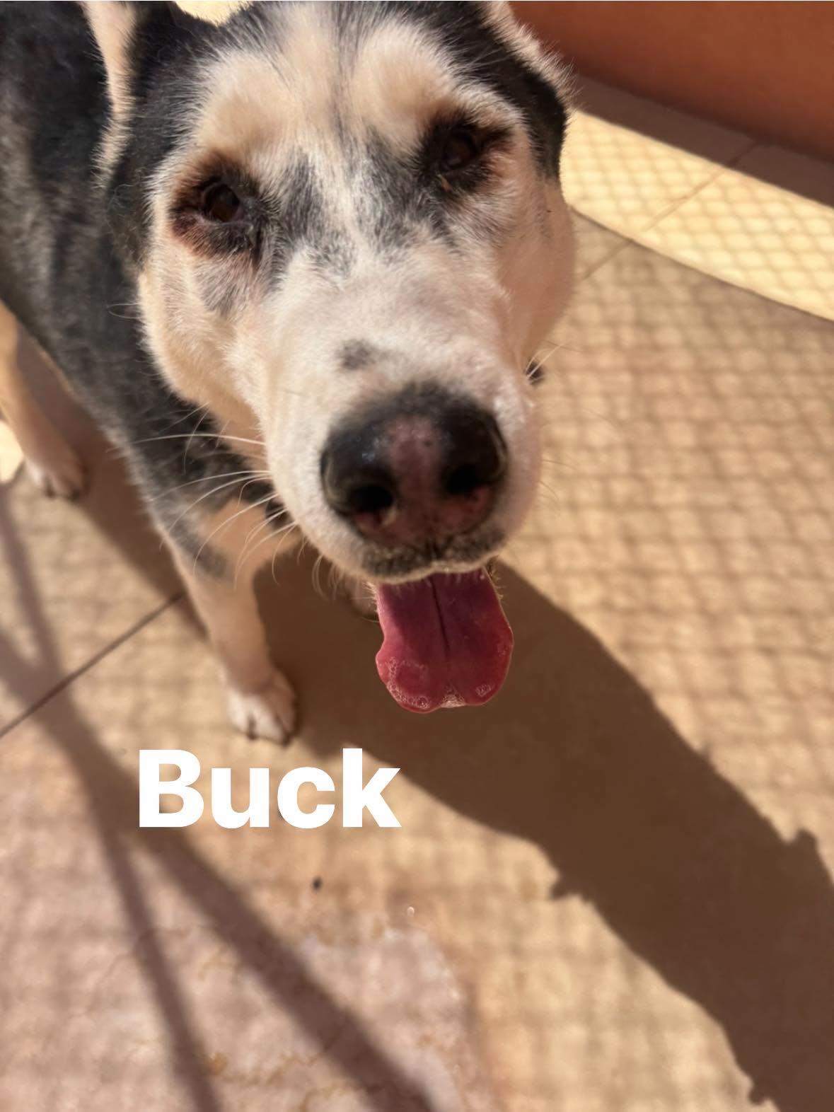 Enlarge Buck, a Adoptable Siberian Husky in Ivins, UT image 1/2