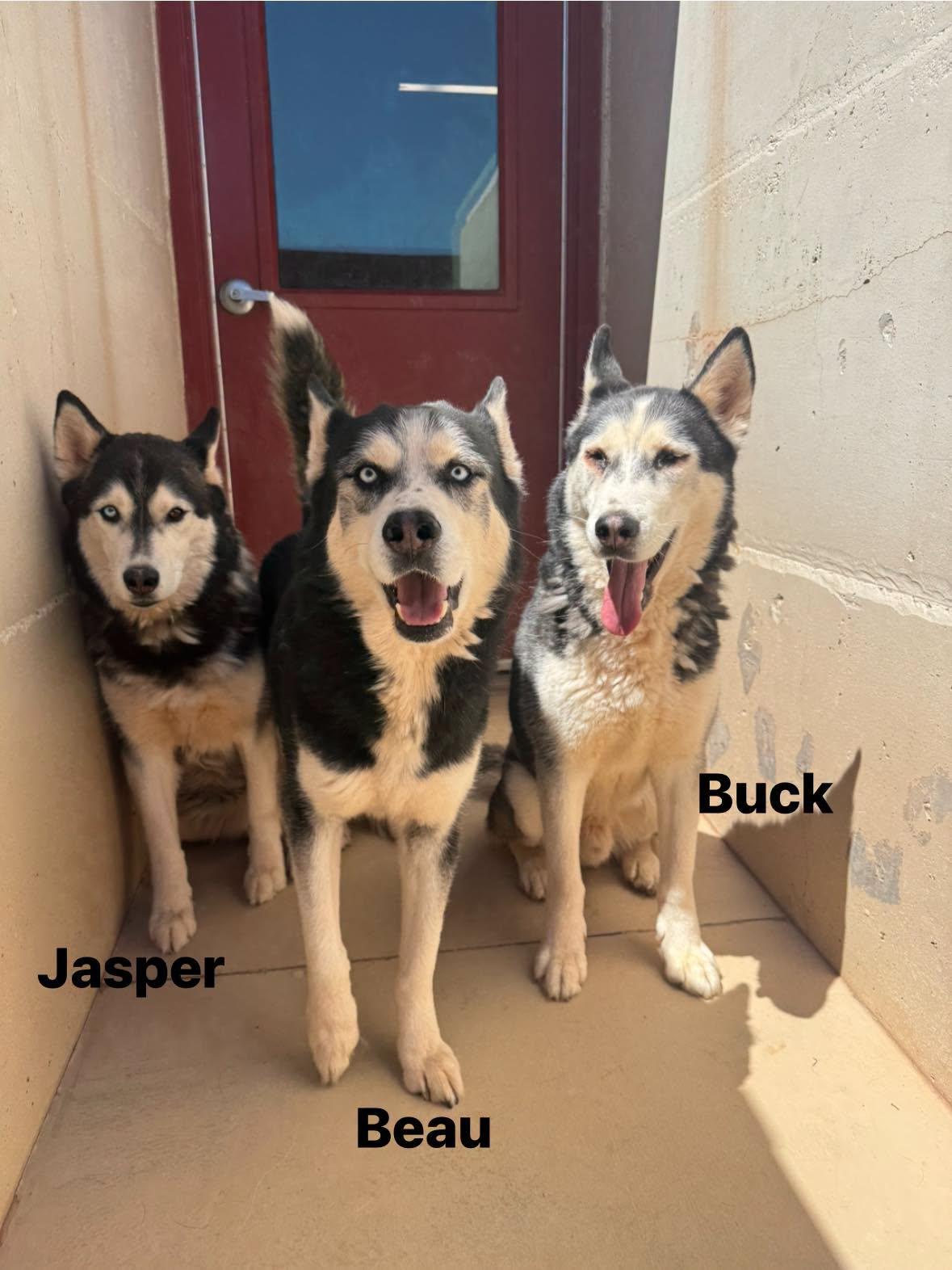 Enlarge Buck, a Adoptable Siberian Husky in Ivins, UT image 2/2
