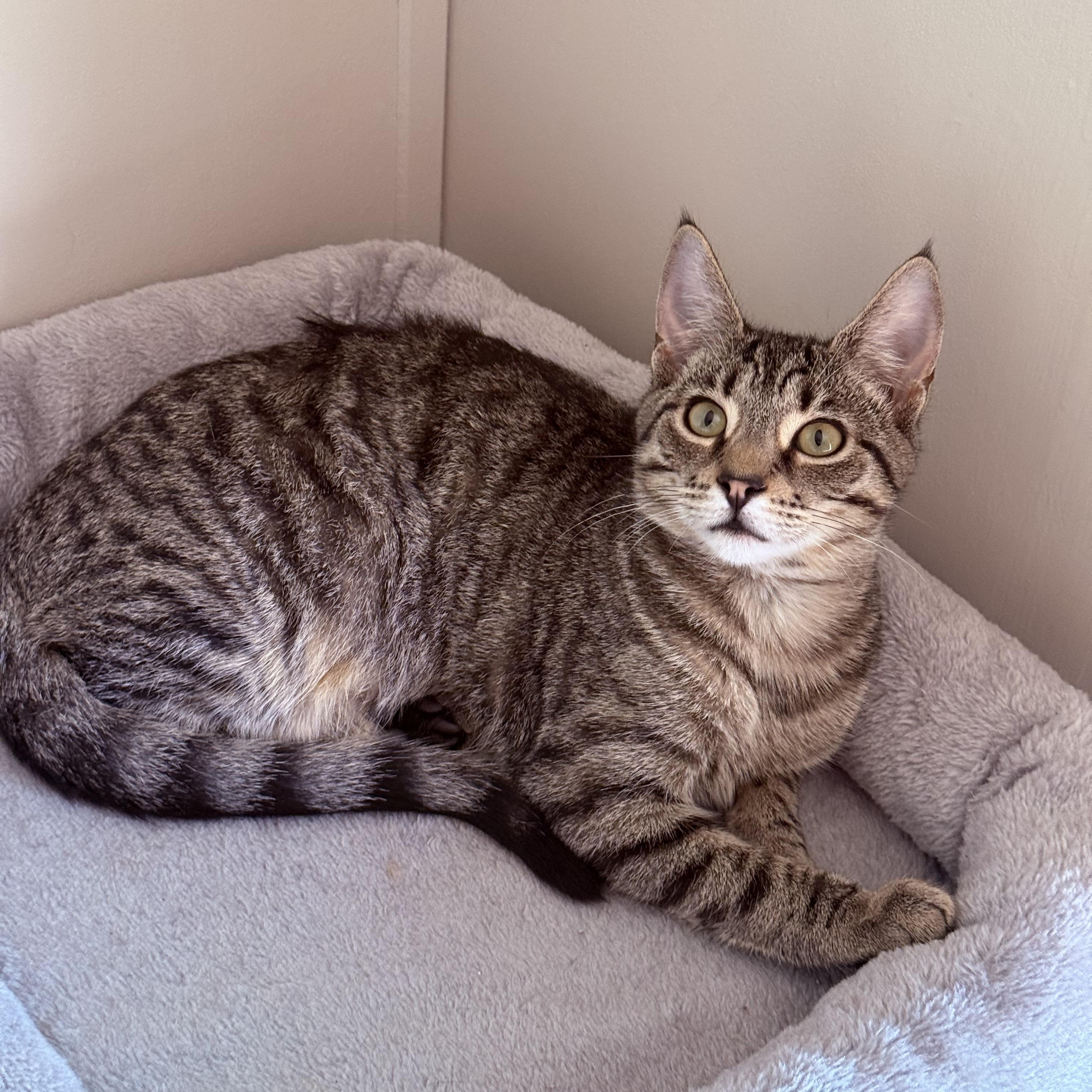 Enlarge Tracy, a Adoptable Domestic Short Hair in Smicksburg, pa 16256, PA image 1/3