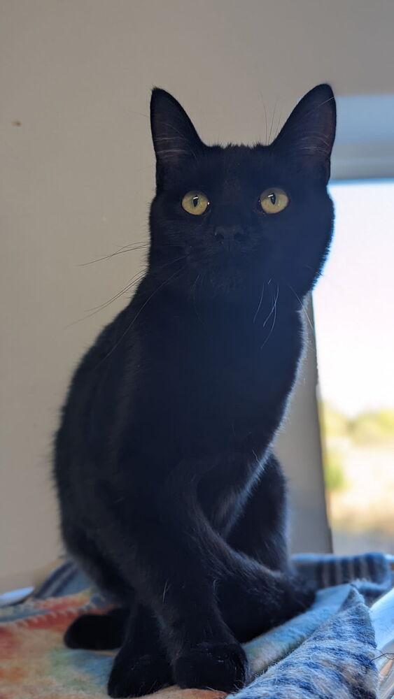 Dixie, Adoptable, Adult Female Domestic Short Hair.