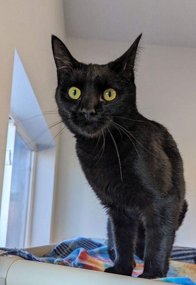 Dixie, a Adoptable Domestic Short Hair in Sparta, WI image 2/3