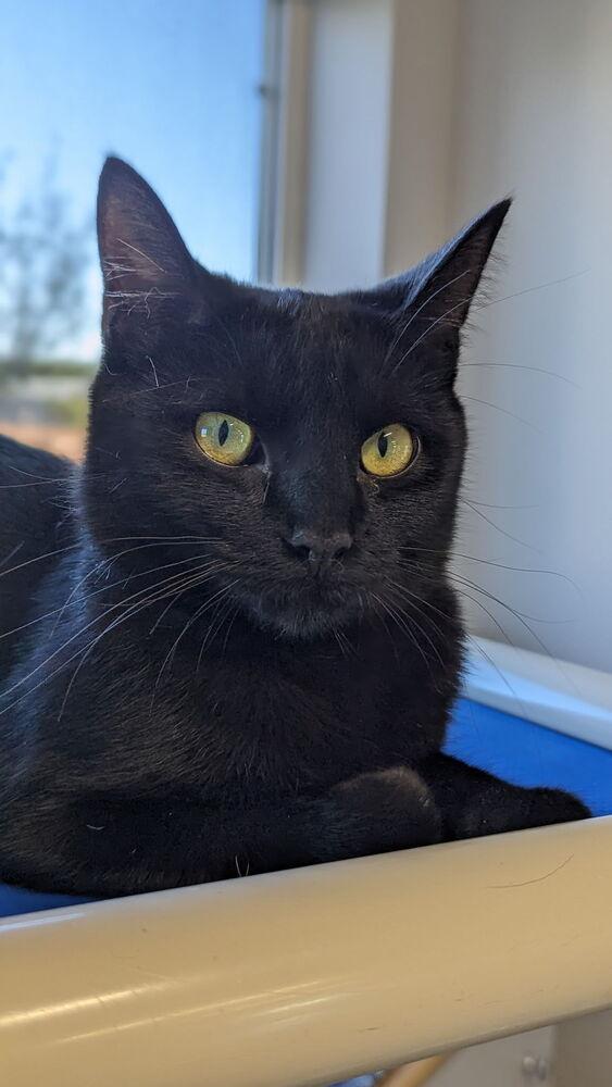 Dixie, a Adoptable Domestic Short Hair in Sparta, WI image 3/3