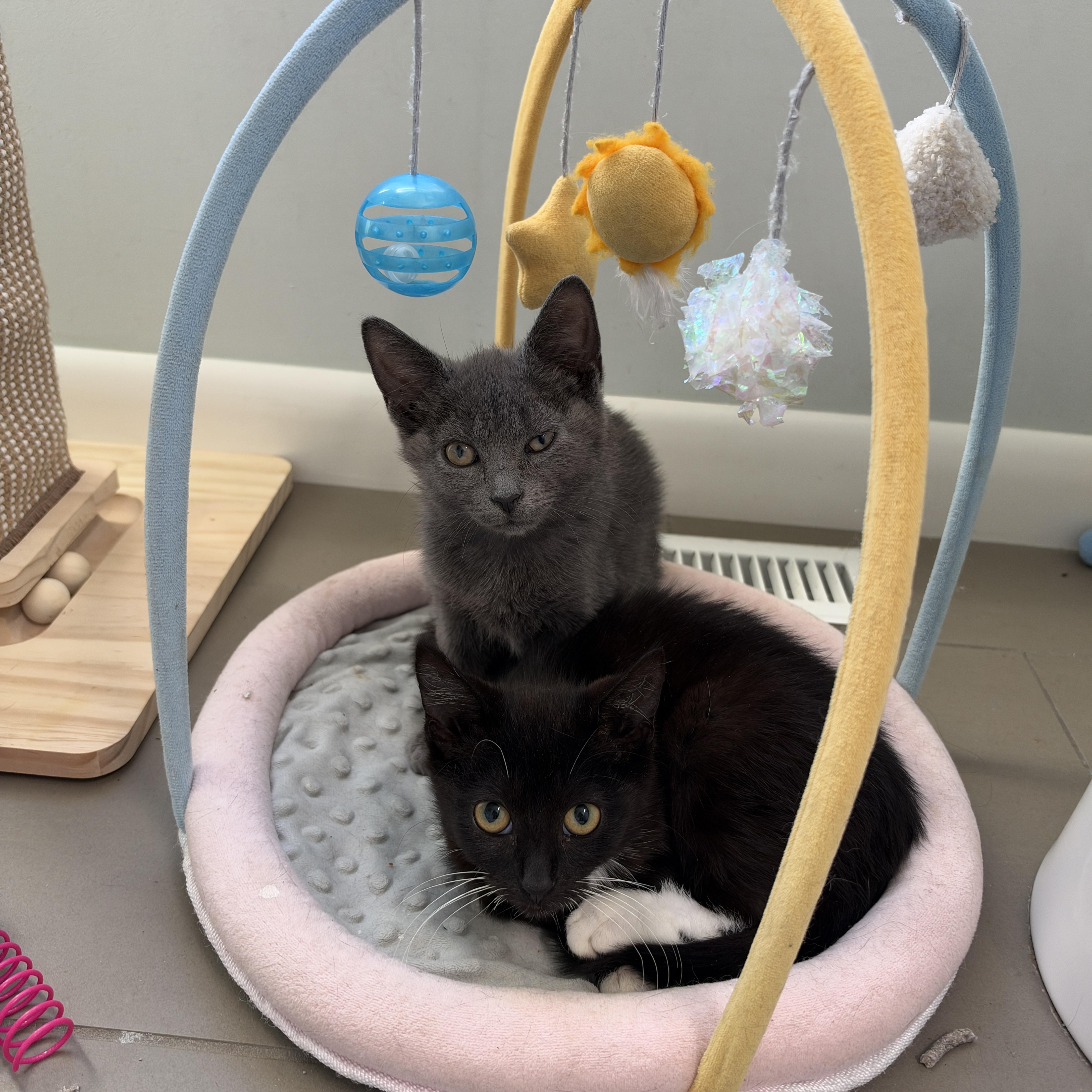 Enlarge Fettuccine, a Adoptable Domestic Short Hair in Cleveland Heights, OH image 4/5