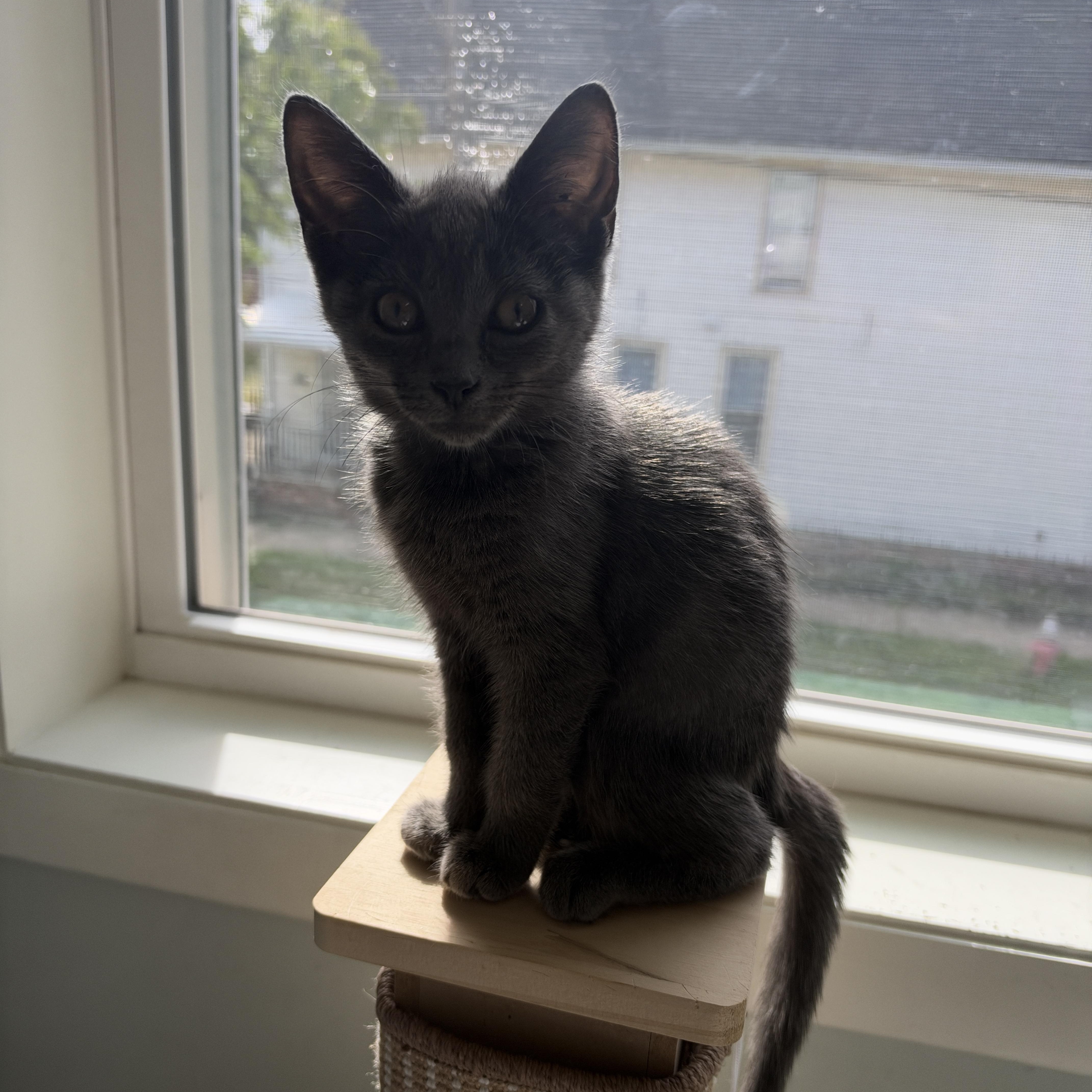 Enlarge Fettuccine, a Adoptable Domestic Short Hair in Cleveland Heights, OH image 3/5