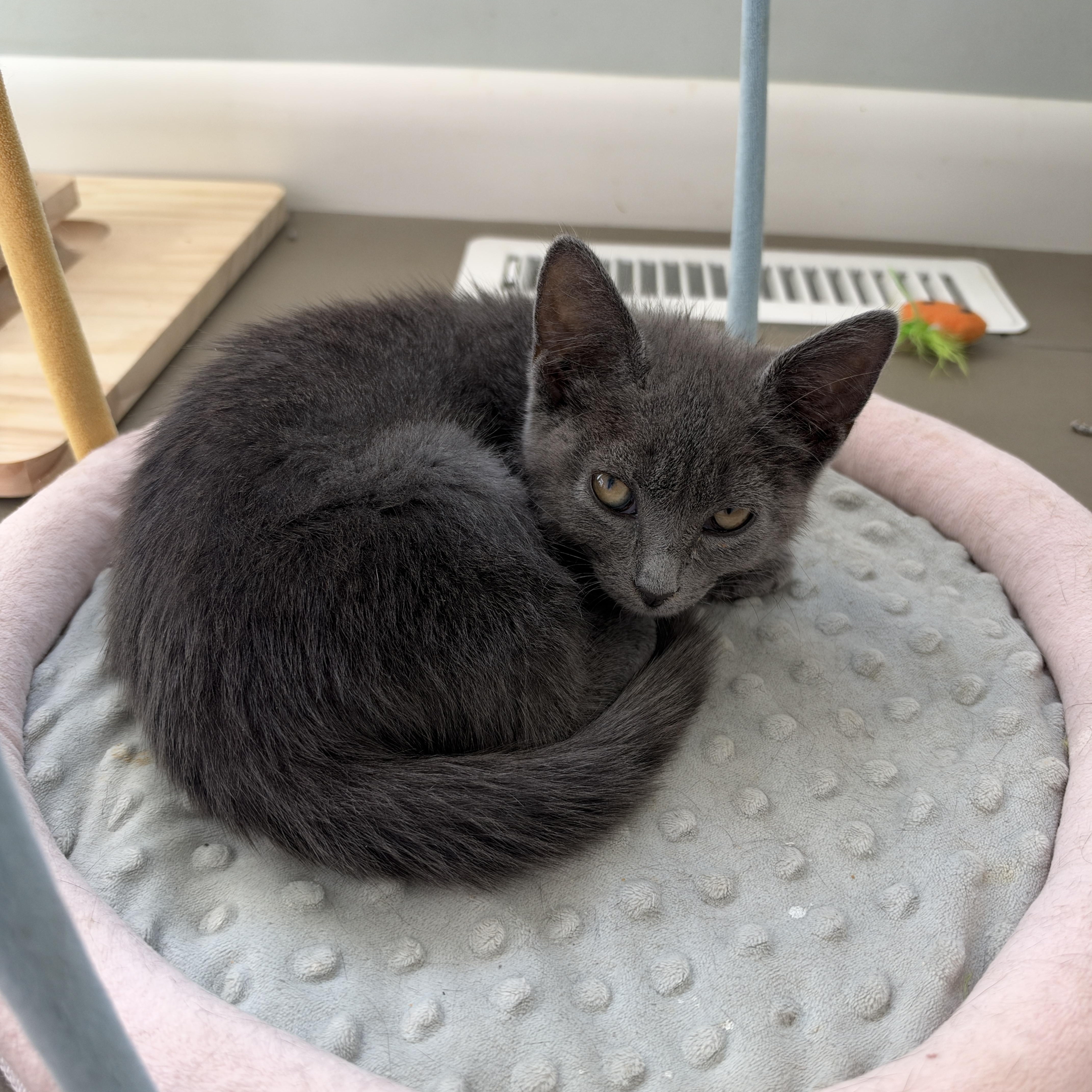Enlarge Fettuccine, a Adoptable Domestic Short Hair in Cleveland Heights, OH image 5/5