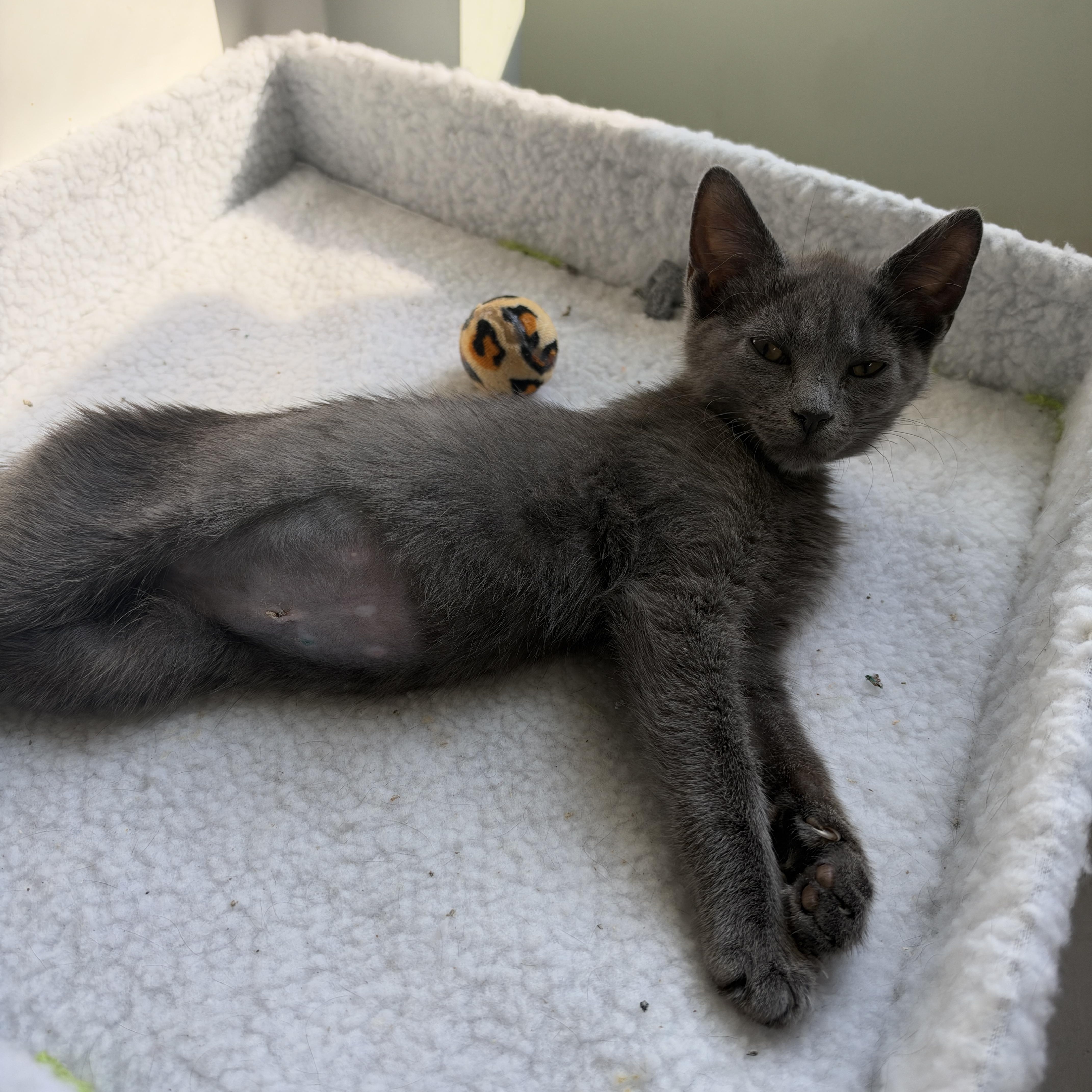 Enlarge Fettuccine, a Adoptable Domestic Short Hair in Cleveland Heights, OH image 2/5