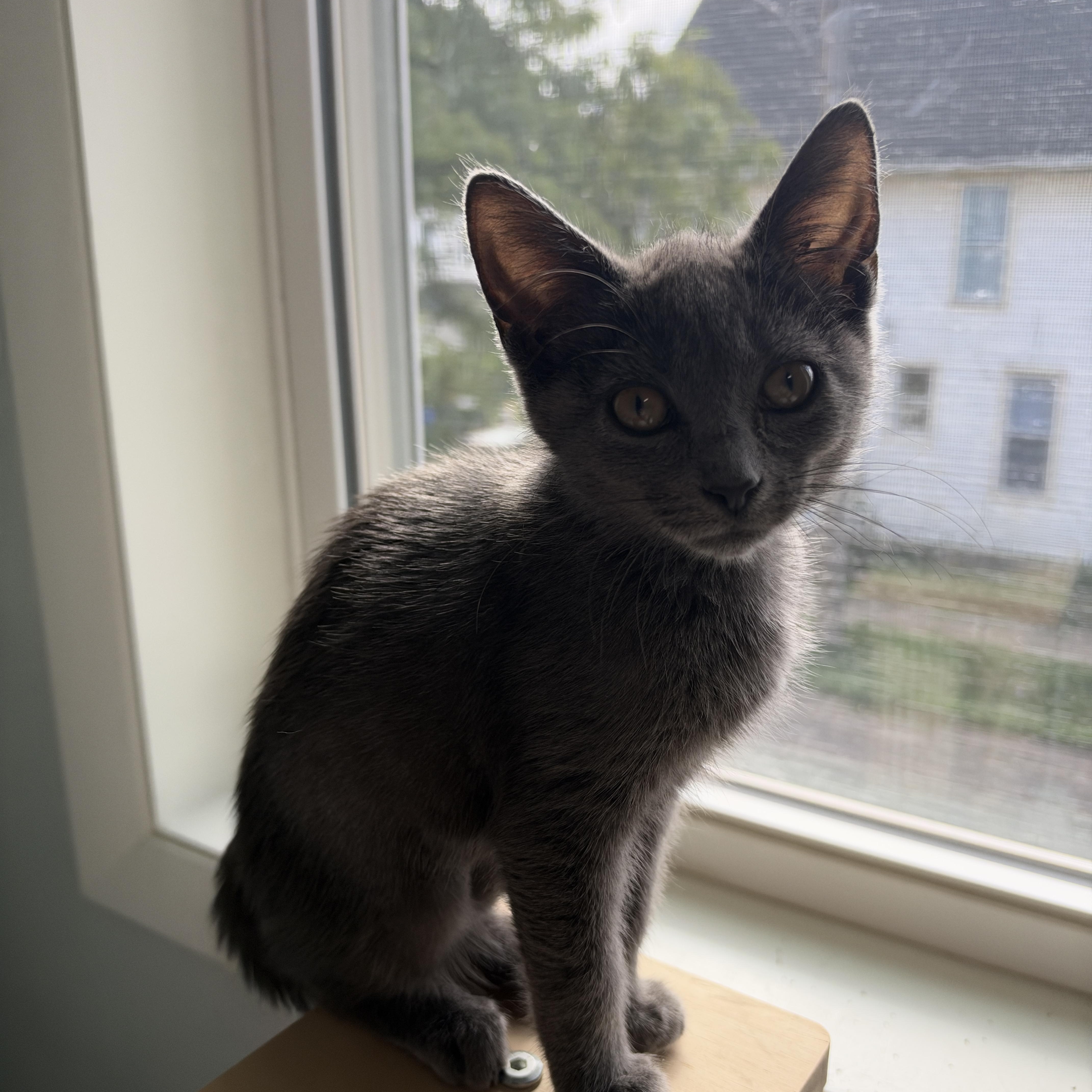Enlarge Fettuccine, a Adoptable Domestic Short Hair in Cleveland Heights, OH image 1/5
