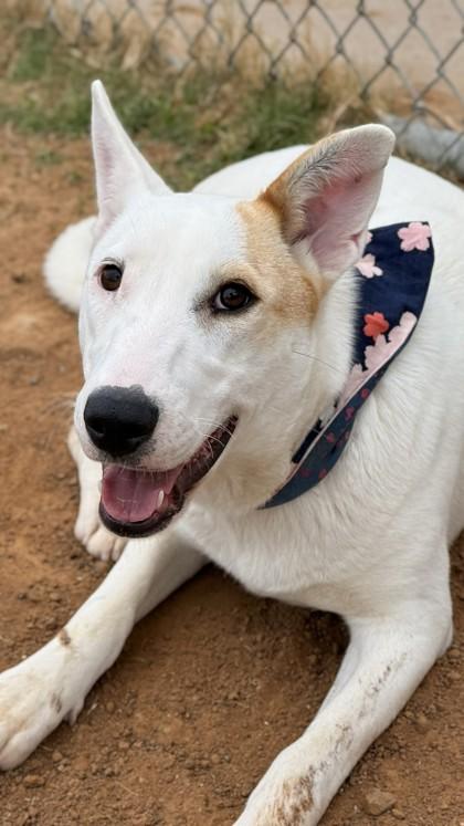 Vivian, Adoptable, Adult Female Mixed Breed & Mixed Breed.