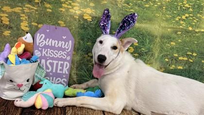 Enlarge Vivian, a Adoptable mixed breed in Balch Springs, TX image 2/3