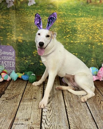 Enlarge Vivian, a Adoptable mixed breed in Balch Springs, TX image 3/3