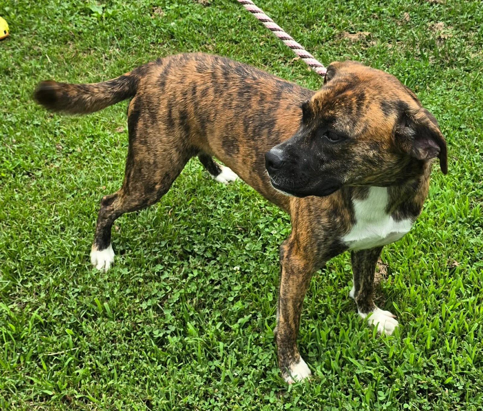 Enlarge Lily - FOSTER OR ADOPT ME!!, a Adoptable Boxer in Shakopee, MN image 1/3