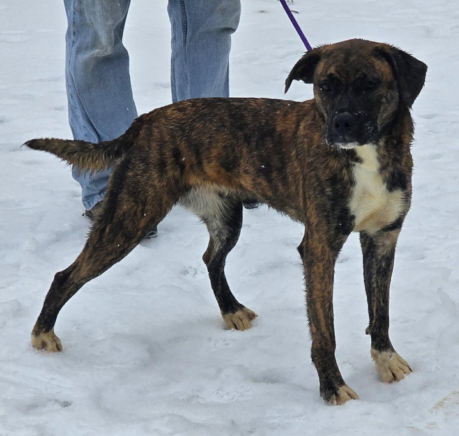 Enlarge Lily - FOSTER OR ADOPT ME!!, a Adoptable Boxer in Shakopee, MN image 1/3