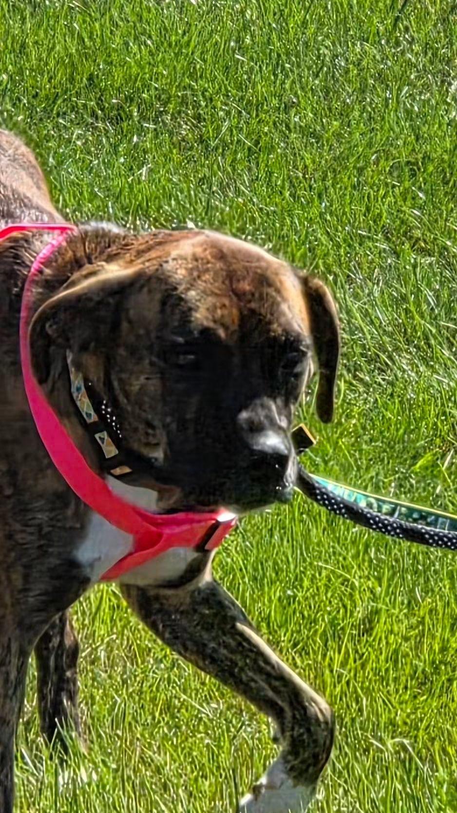 Lily, Adoptable, Young Female Boxer.