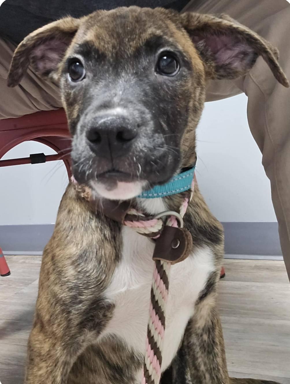 Enlarge Lily - FOSTER OR ADOPT ME!!, a Adoptable Boxer in Shakopee, MN image 1/3