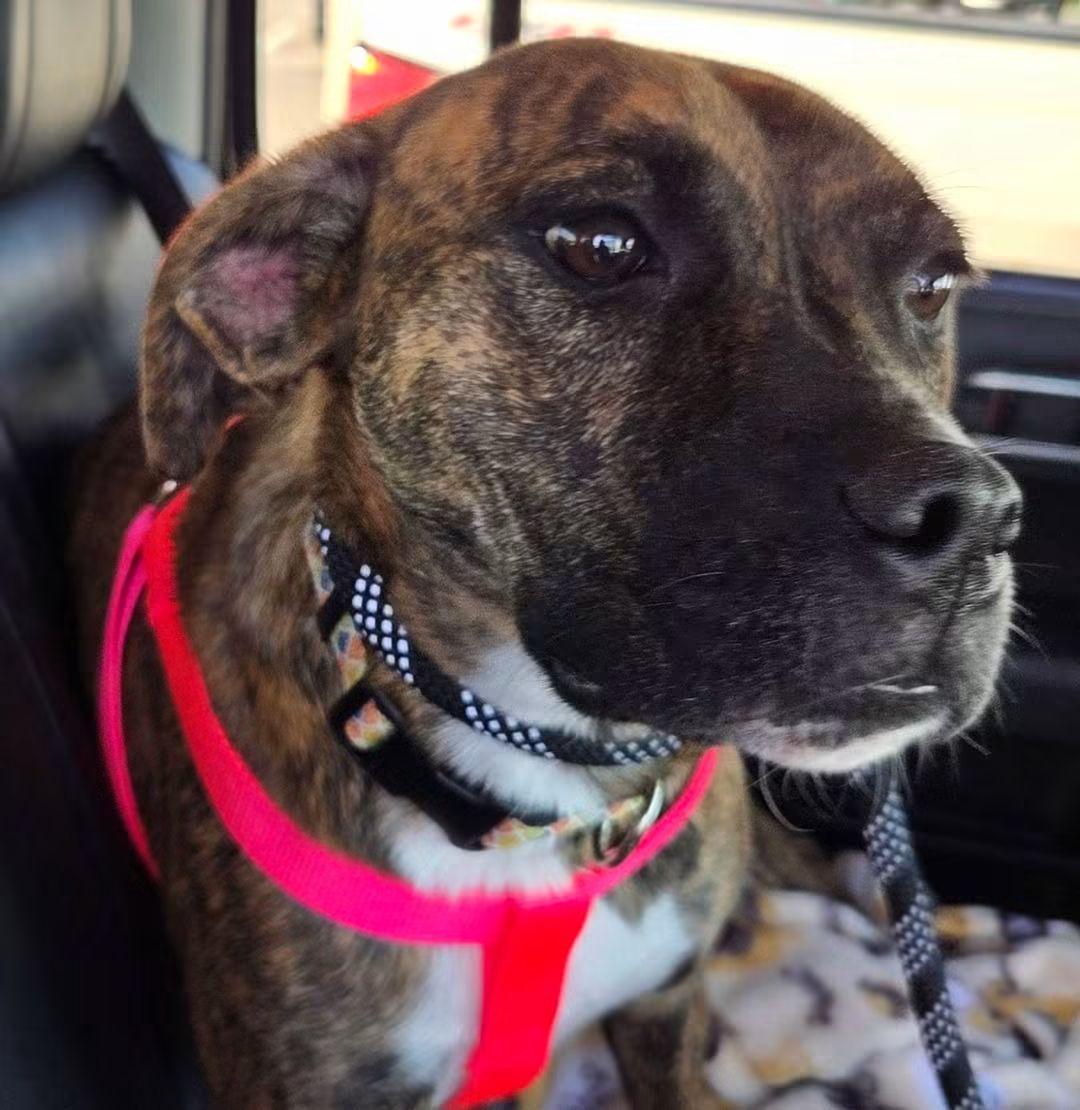 Enlarge Lily, a Adoptable Boxer in Shakopee, MN image 2/3