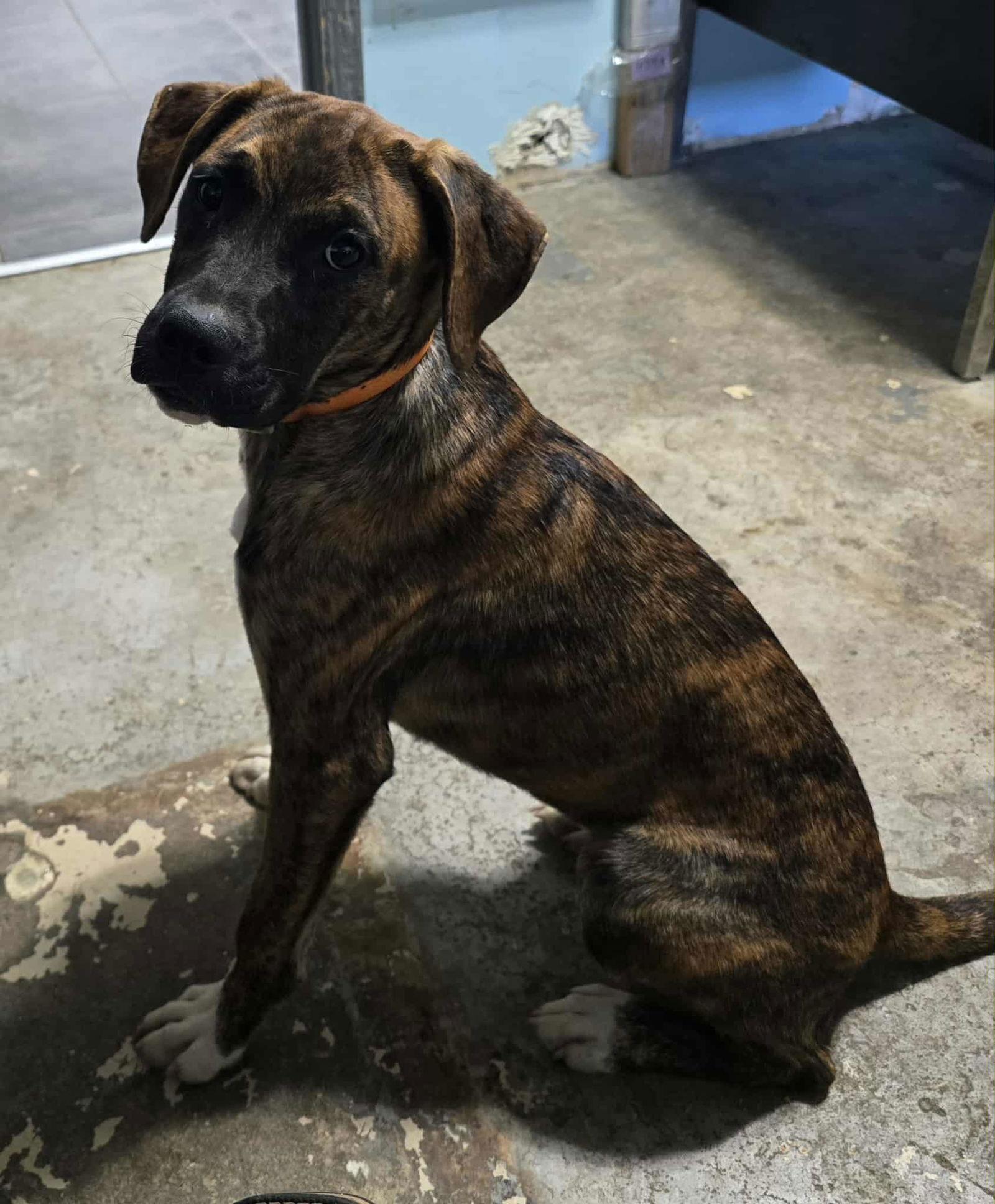 Enlarge Lily - FOSTER OR ADOPT ME!!, a Adoptable Boxer in Shakopee, MN image 2/3