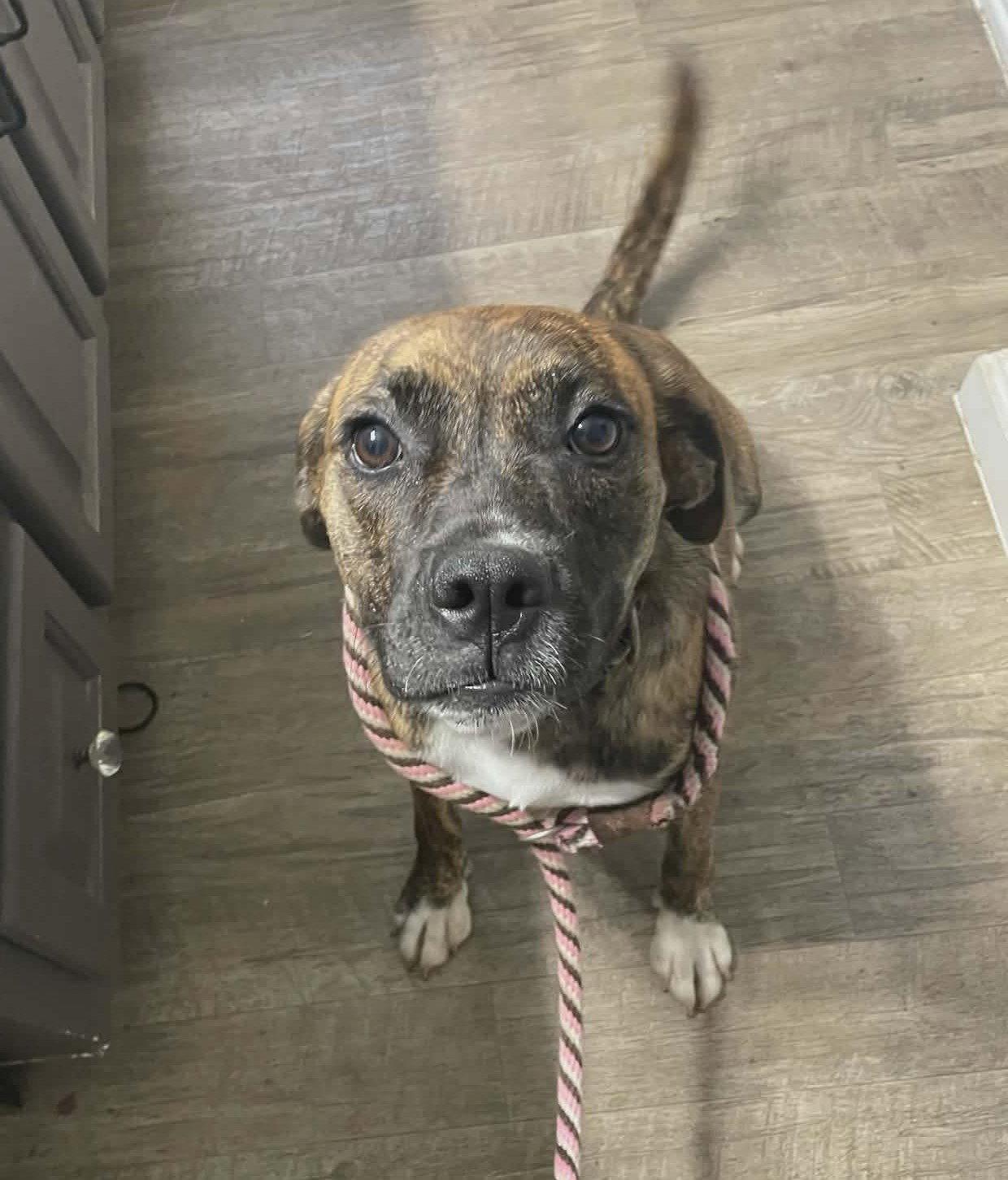 Enlarge Lily - FOSTER OR ADOPT ME!!, a Adoptable Boxer in Shakopee, MN image 3/3