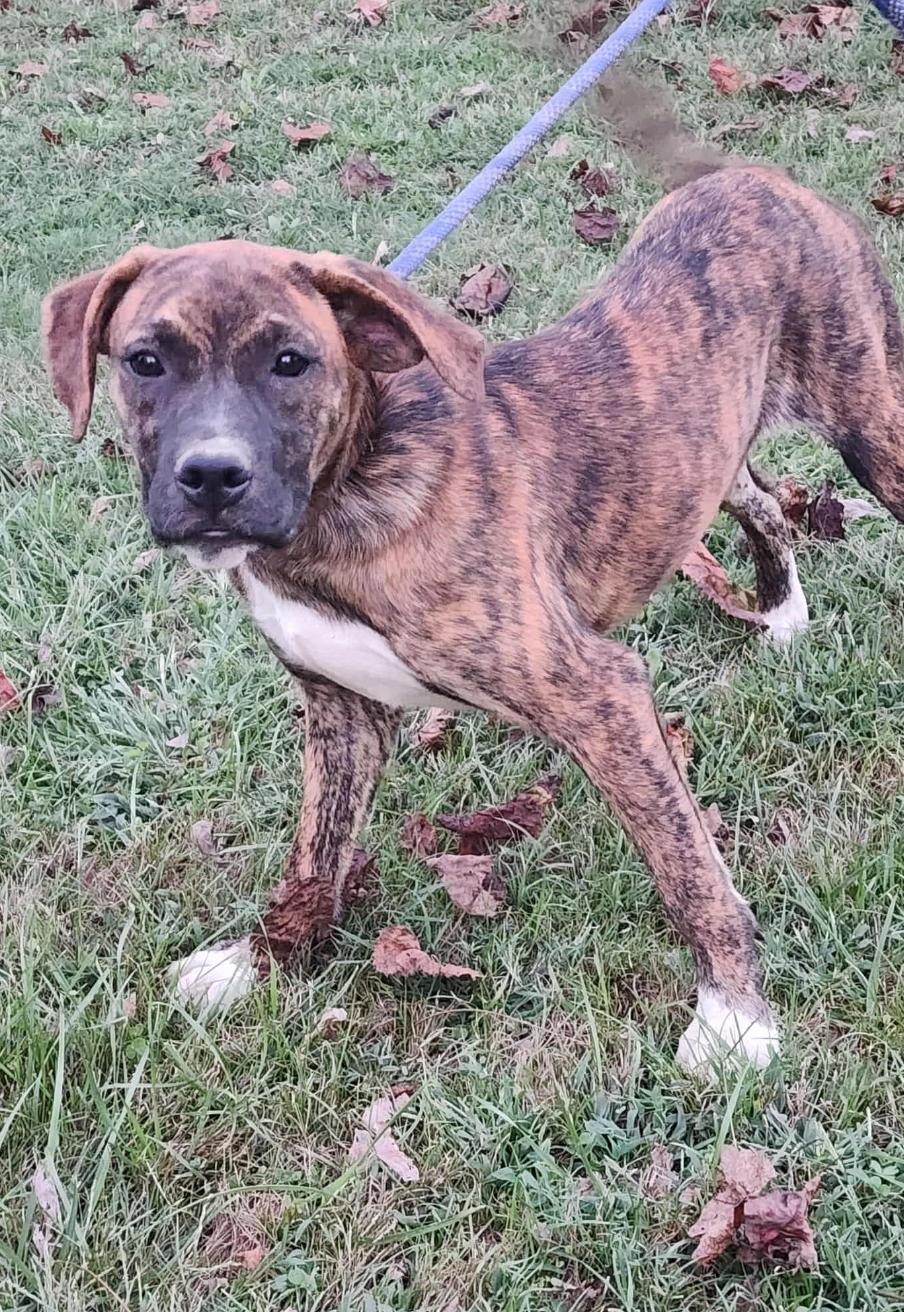 Enlarge Lily - FOSTER OR ADOPT ME!!, a Adoptable Boxer in Shakopee, MN image 3/3