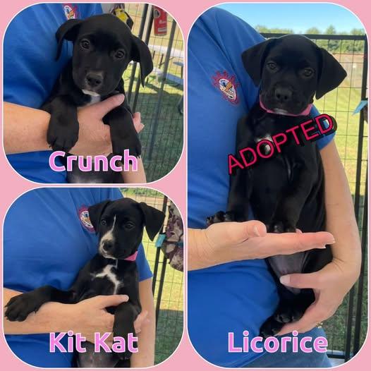 Enlarge Candy Bar litter - puppies 3 female, a Adopted mixed breed in Traverse City, MI image 1/1