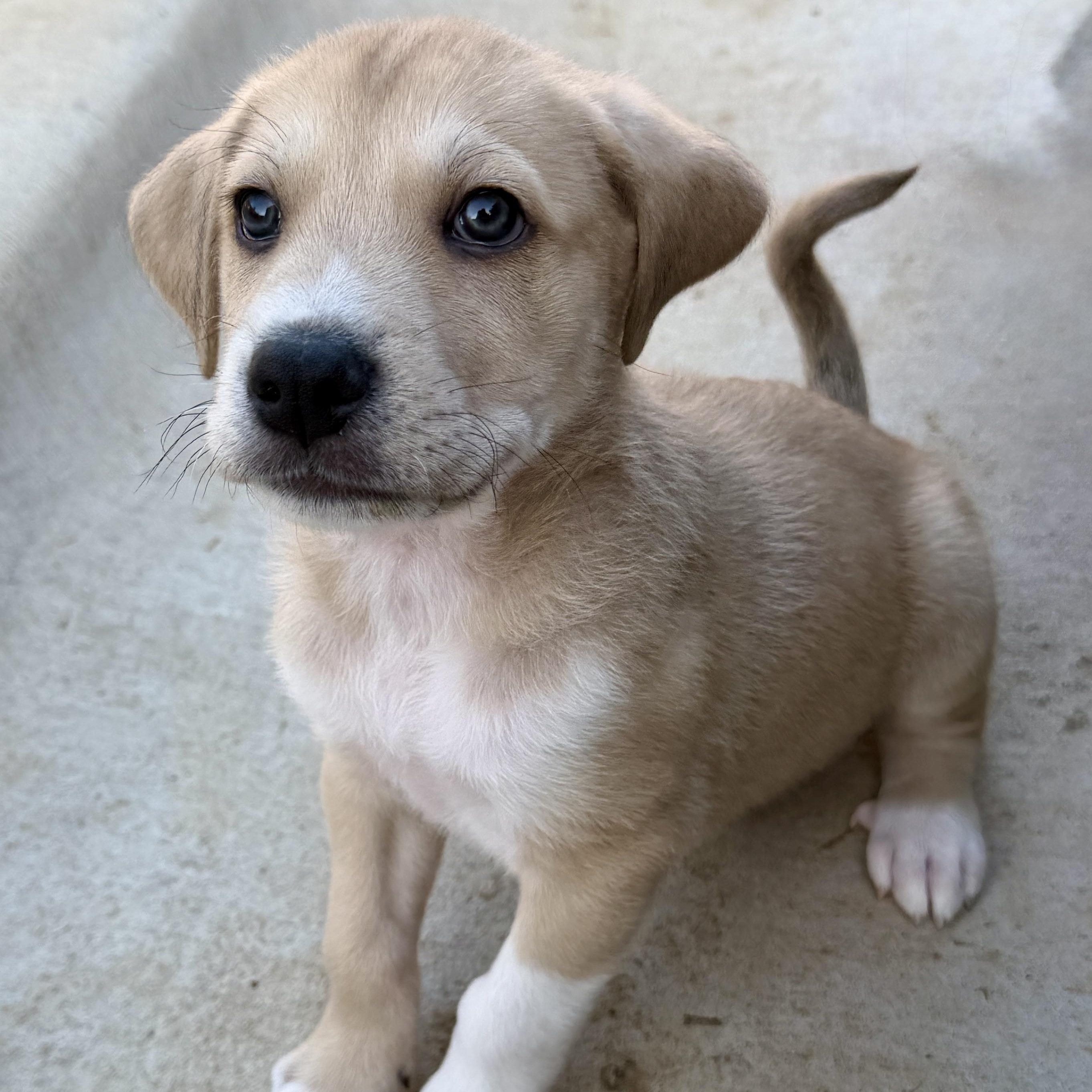 Guava — thumbnail 4