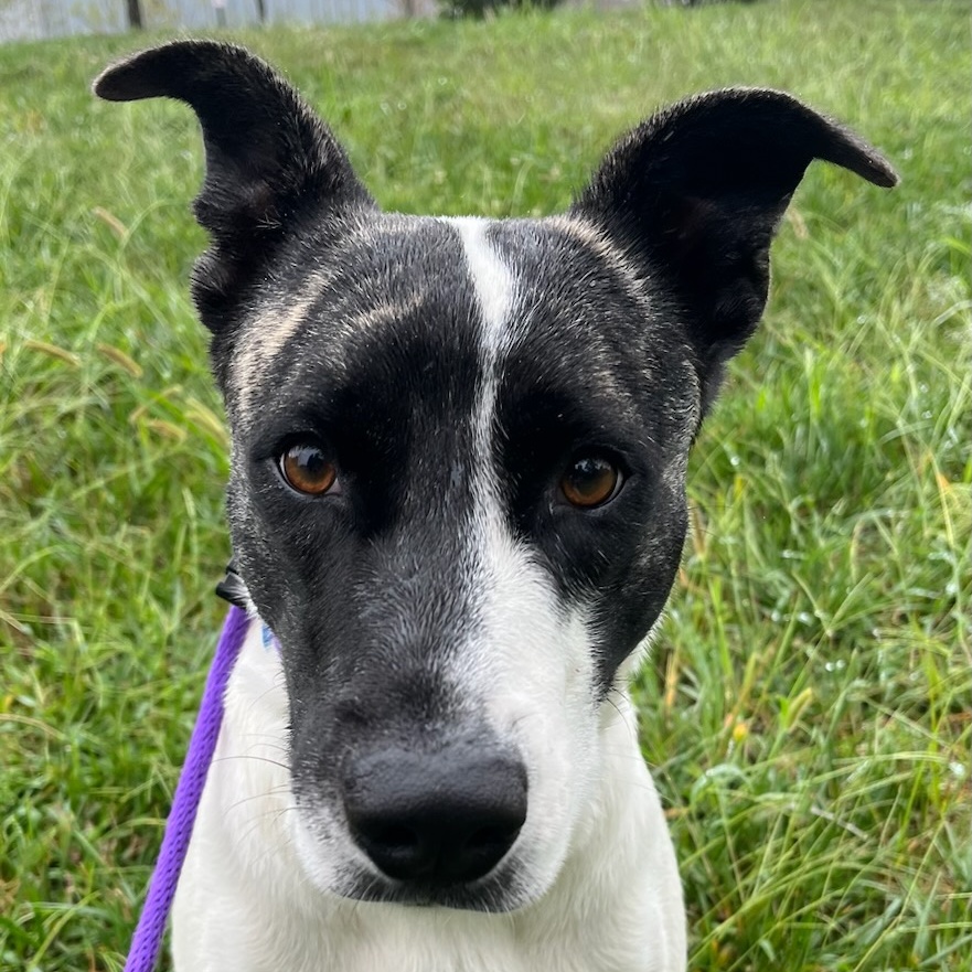 Dog for adoption Lola (ID 43741/ 2671), a Mixed Breed in Manassas, VA