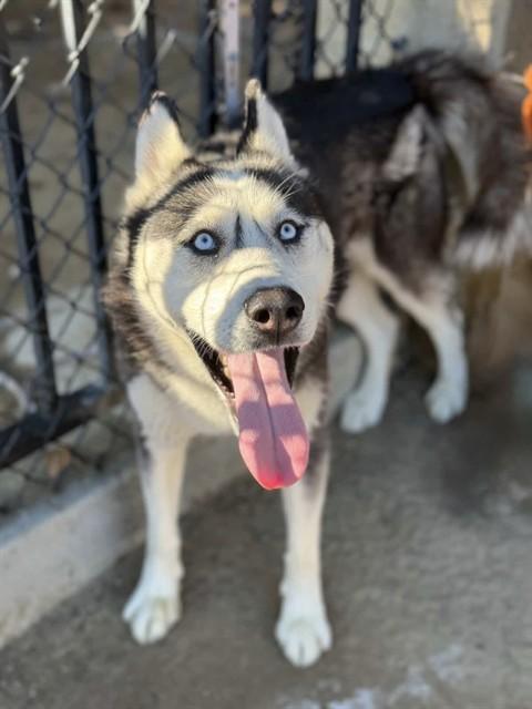 TROY, Adoptable, Adult Male Siberian Husky.
