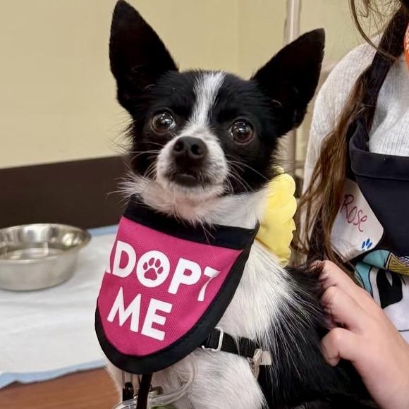 Willow, Adoptable, Adult Female Chihuahua.