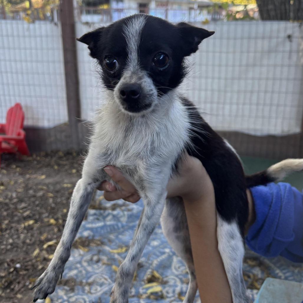 Willow, a Adoptable Chihuahua image 2/3