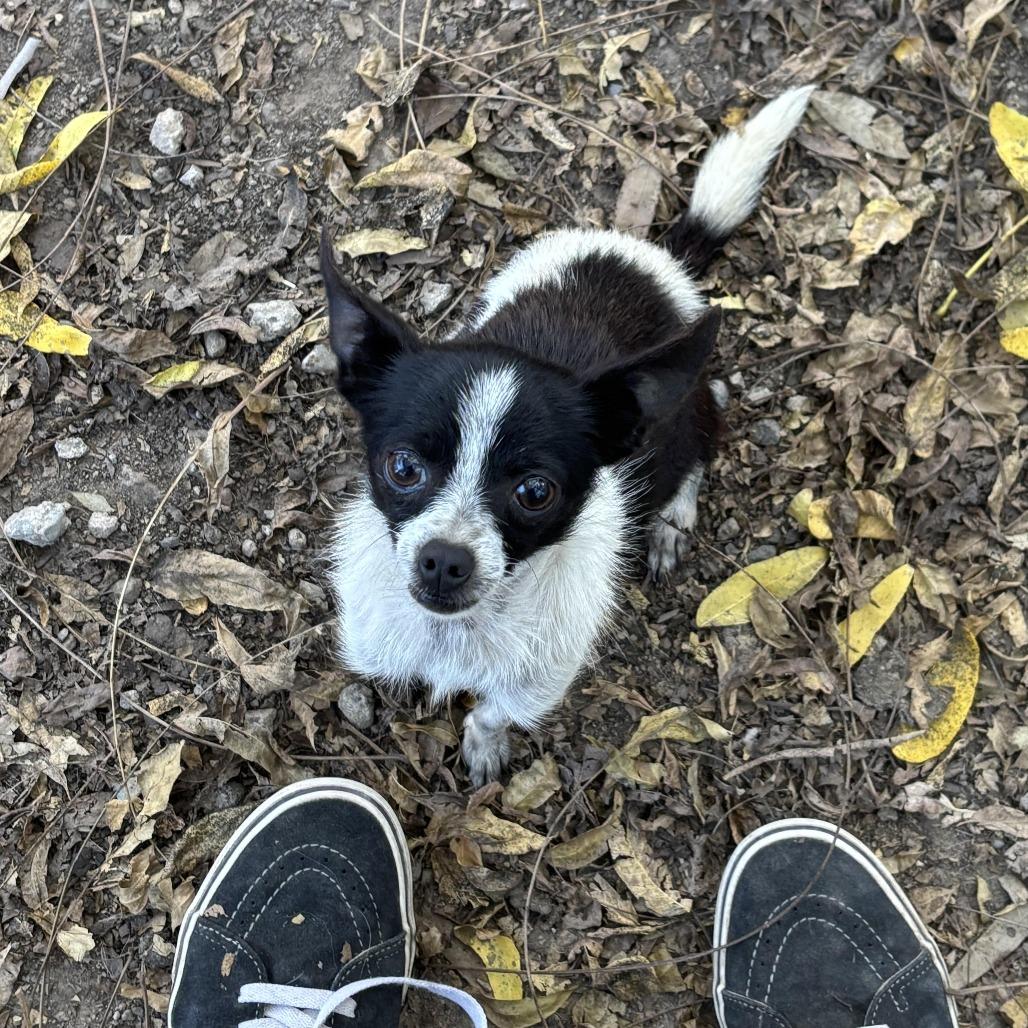 Willow, a Adoptable Chihuahua image 3/3