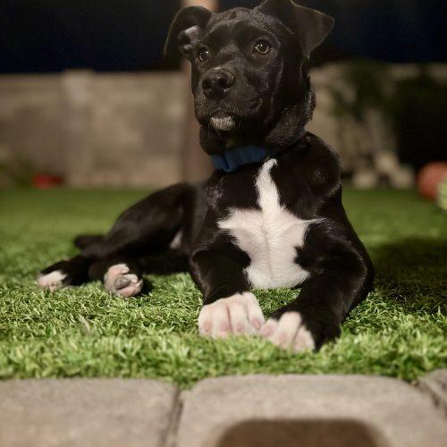 Kali, Adoptable, Puppy Female Labrador Retriever & Husky.