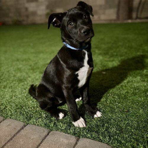 Enlarge Kali, a Adoptable mixed breed in Glendale, AZ image 2/5