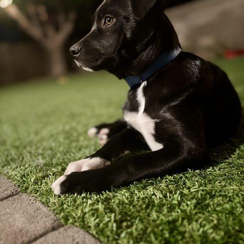Enlarge Kali, a Adoptable mixed breed in Glendale, AZ image 3/5