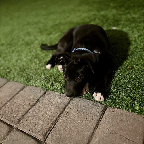 Enlarge Kali, a Adoptable mixed breed in Glendale, AZ image 4/5