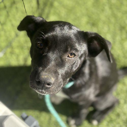Enlarge Kali, a Adoptable mixed breed in Glendale, AZ image 5/5
