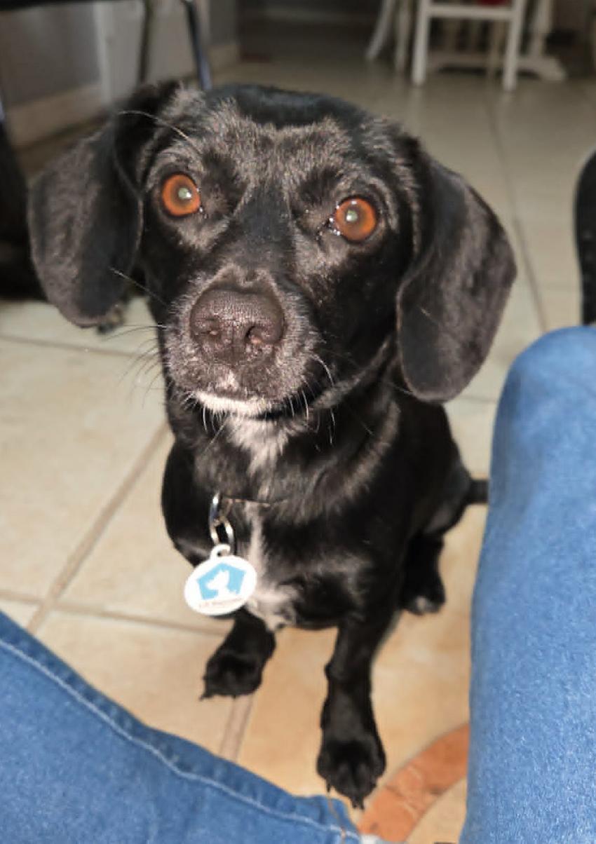 Madison, a Adoptable Dachshund in Osteen, FL image 1/3