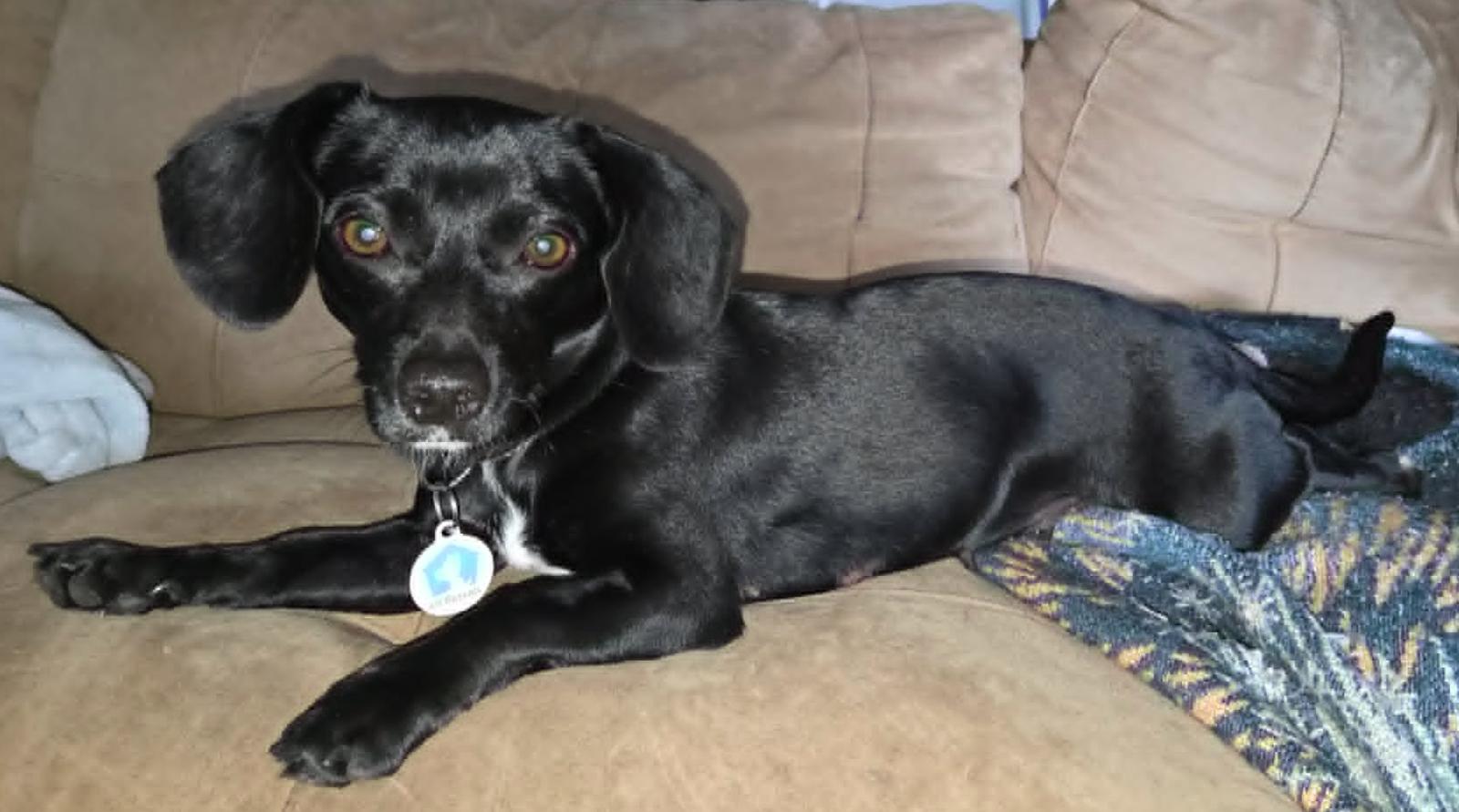 Madison, a Adoptable Dachshund in Osteen, FL image 2/3