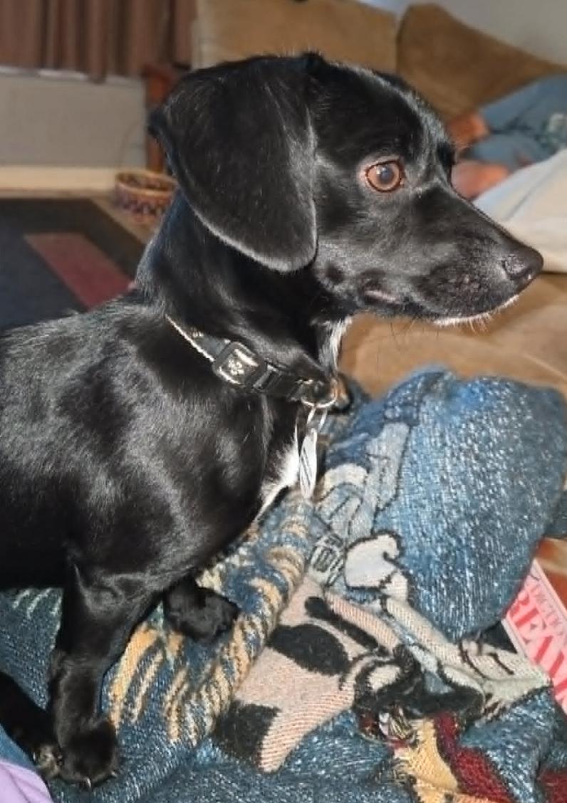 Madison, a Adoptable Dachshund in Osteen, FL image 3/3