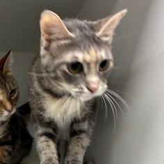 Enlarge Mitsy, a Adoptable Domestic Short Hair in Jeffersonville, IN image 1/1