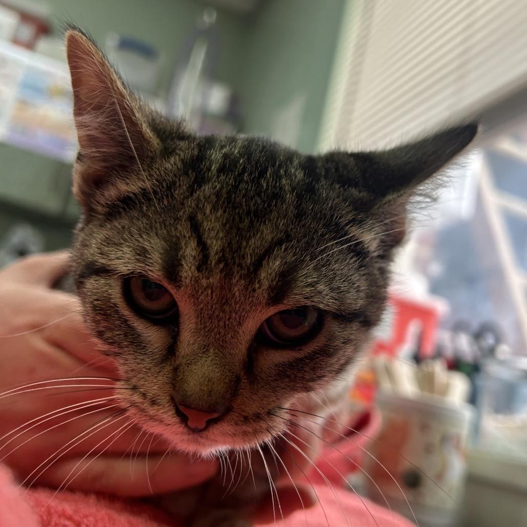 Wesley, Adoptable, Kitten Male Domestic Short Hair.