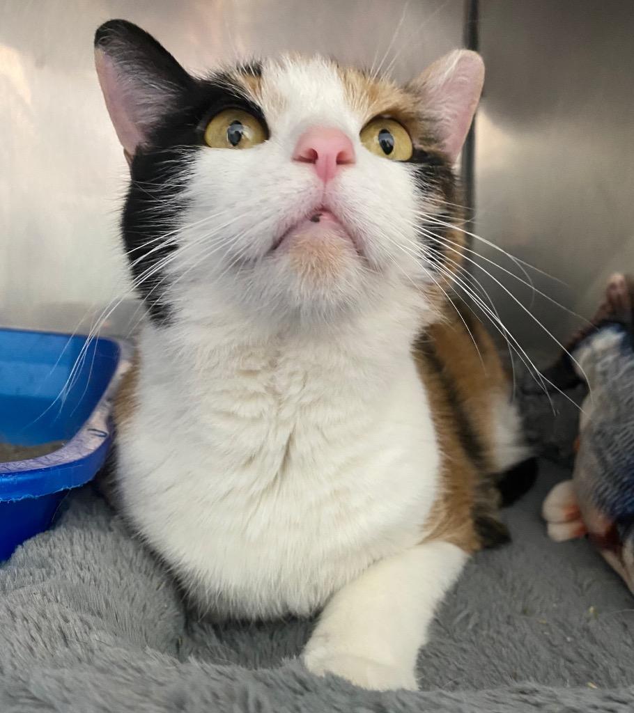 Calypso, Adoptable, Senior Female Domestic Short Hair.