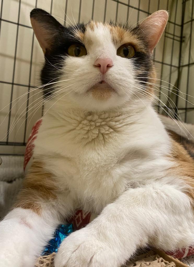 Enlarge Calypso, a Adoptable mixed breed in Fall River, MA image 1/6