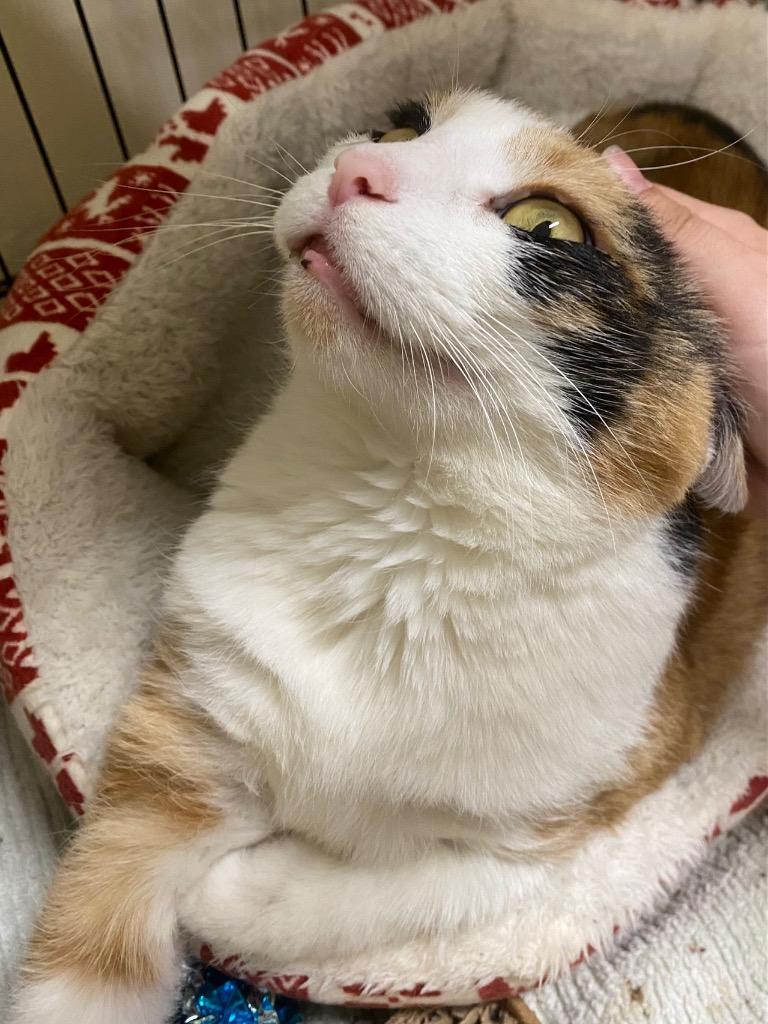 Enlarge Calypso, a Adoptable mixed breed in Fall River, MA image 2/6