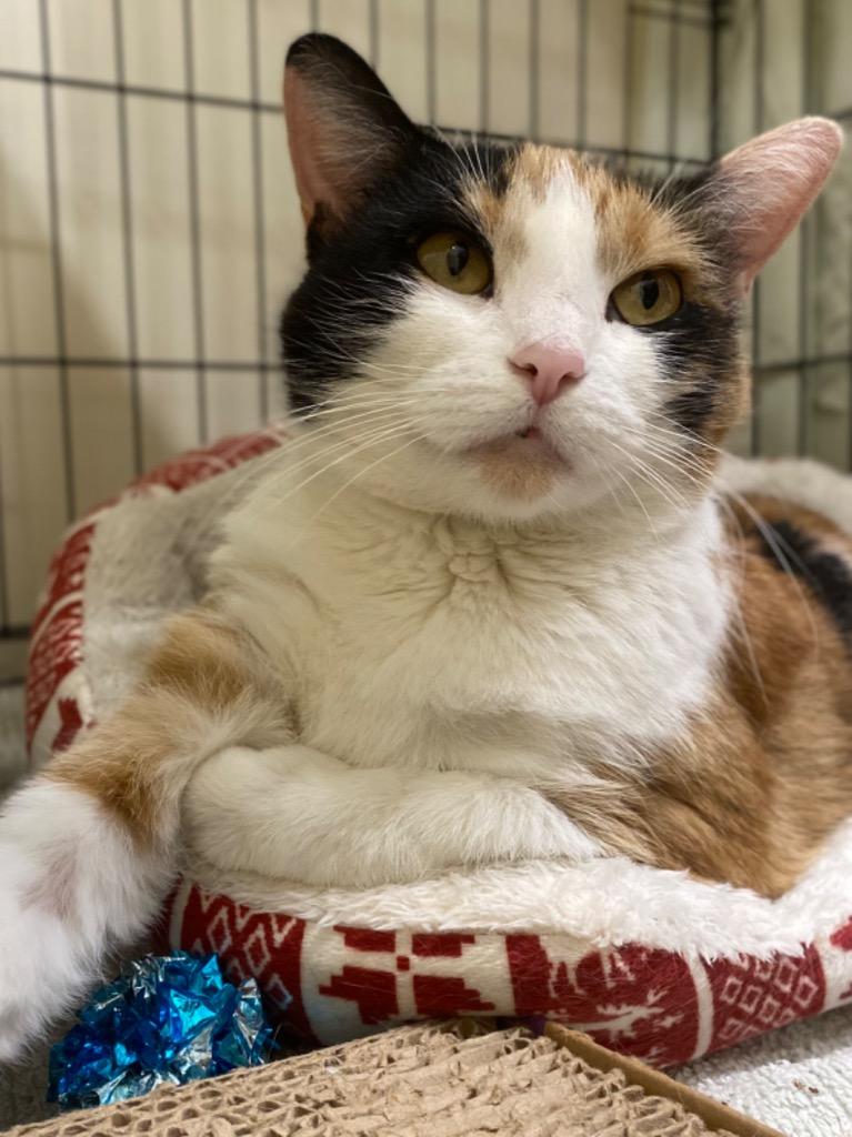 Enlarge Calypso, a Adoptable mixed breed in Fall River, MA image 3/6