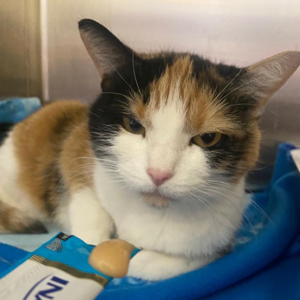 Enlarge Calypso, a Adoptable mixed breed in Fall River, MA image 2/6