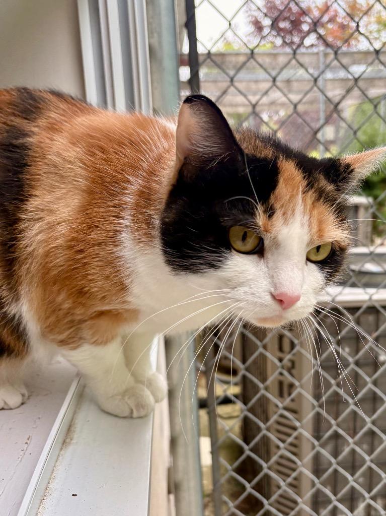 Enlarge Calypso, a Adoptable mixed breed in Fall River, MA image 4/6