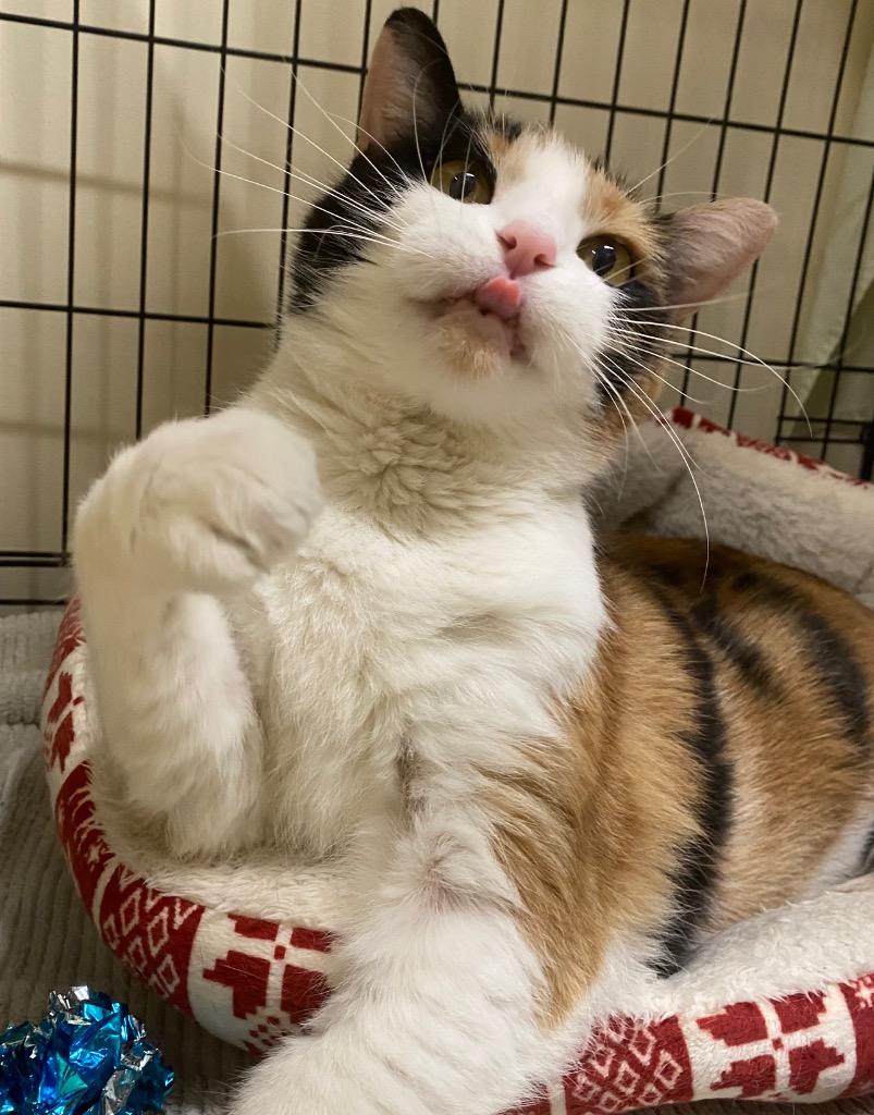 Enlarge Calypso, a Adoptable mixed breed in Fall River, MA image 5/6