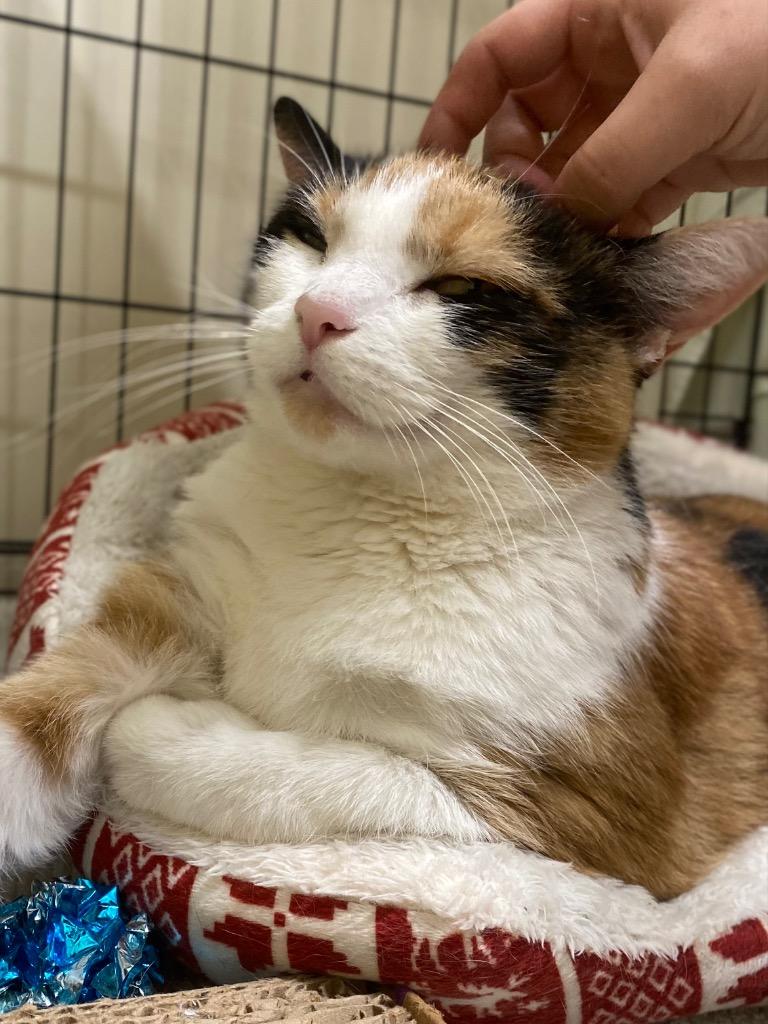 Enlarge Calypso, a Adoptable mixed breed in Fall River, MA image 6/6