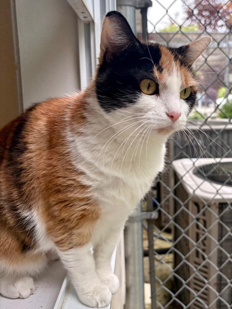 Enlarge Calypso, a Adoptable mixed breed in Fall River, MA image 6/6